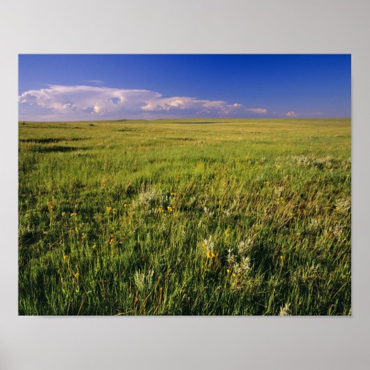 Short Grass Prairie in het verre noordoosten Poster (Voorkant)