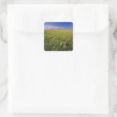 Short Grass Prairie in het verre noordoosten Vierkante Sticker (Tas)