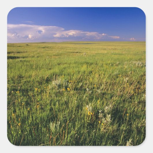 Short Grass Prairie in het verre noordoosten Vierkante Sticker (Voorkant)