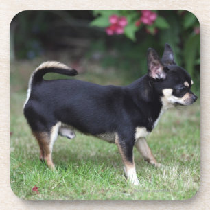 Short Hazard Chihuahua Standing Bier Onderzetter