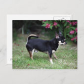 Short Hazard Chihuahua Standing Briefkaart (Voorkant / Achterkant)