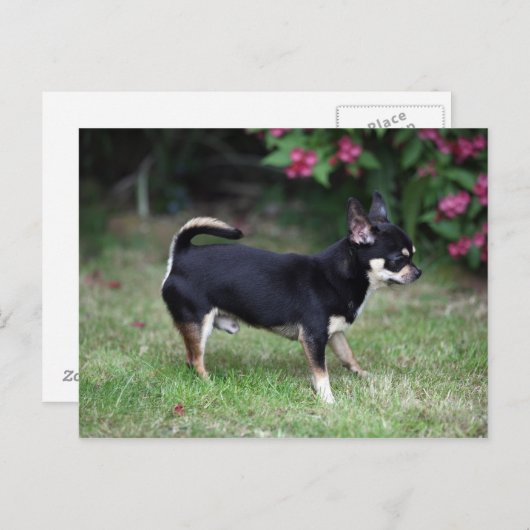 Short Hazard Chihuahua Standing Briefkaart (Voorkant / Achterkant)