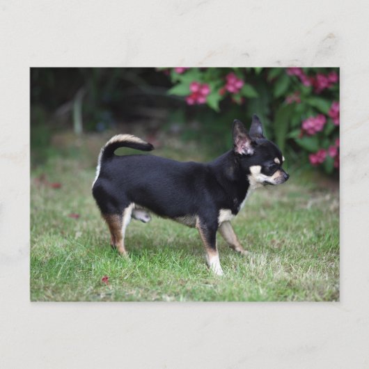 Short Hazard Chihuahua Standing Briefkaart (Voorkant)