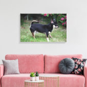 Short Hazard Chihuahua Standing Canvas Afdruk (Insitu (Woonkamer))
