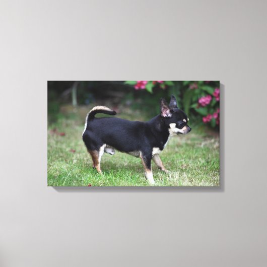 Short Hazard Chihuahua Standing Canvas Afdruk (Voorkant)