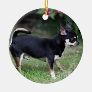 Short Hazard Chihuahua Standing Keramisch Ornament