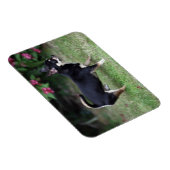 Short Hazard Chihuahua Standing Magneet (Rechterzijde)