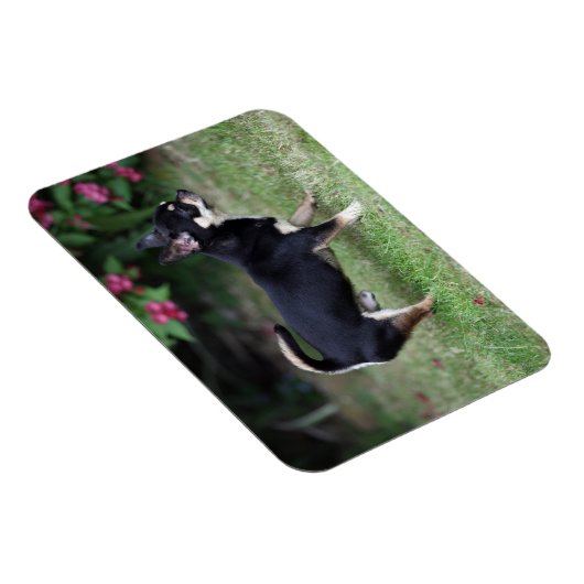 Short Hazard Chihuahua Standing Magneet (Rechterzijde)