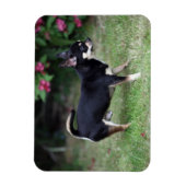 Short Hazard Chihuahua Standing Magneet (Verticaal)