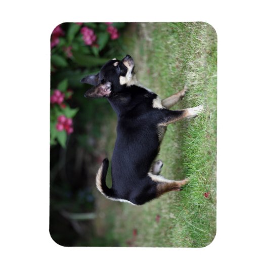 Short Hazard Chihuahua Standing Magneet (Verticaal)