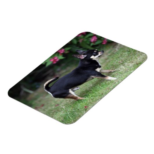 Short Hazard Chihuahua Standing Magneet (Linkerzijde)