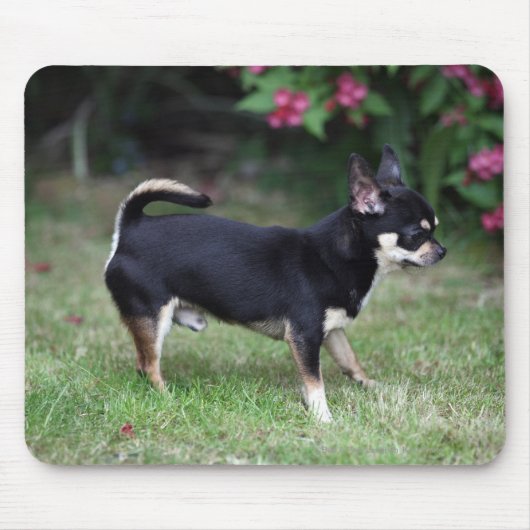 Short Hazard Chihuahua Standing Muismat (Voorkant)