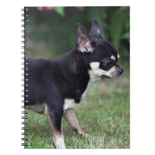 Short Hazard Chihuahua Standing Notitieboek (Voorkant)