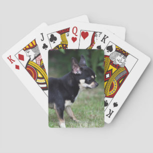 Short Hazard Chihuahua Standing Pokerkaarten