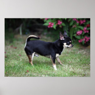 Short Hazard Chihuahua Standing Poster
