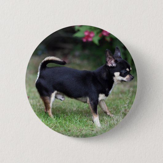 Short Hazard Chihuahua Standing Ronde Button 5,7 Cm (Voorkant)