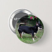 Short Hazard Chihuahua Standing Ronde Button 5,7 Cm (Voorkant /achterkant)
