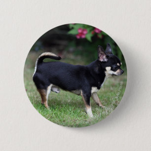 Short Hazard Chihuahua Standing Ronde Button 5,7 Cm