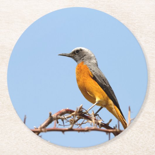 Short-Toed Rock-Thrush Ronde Kartonnen Onderzetter (Voorkant)