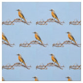 Short-Toed Rock-Thrush Stof (Swatch)