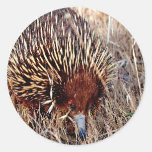 ShortBeak Echidna wacht op opportuniteitssucces Ronde Sticker