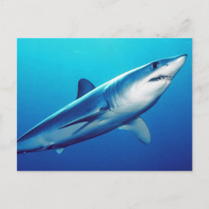 Shortfin Mako Shark Briefkaart