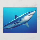 Shortfin Mako Shark Briefkaart (Voorkant)