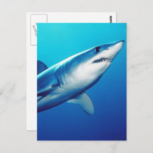 Shortfin Mako Shark Briefkaart (Voorkant / Achterkant)