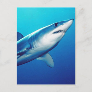 Shortfin Mako Shark Briefkaart