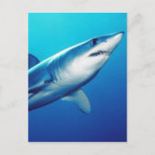 Shortfin Mako Shark Briefkaart (Voorkant)