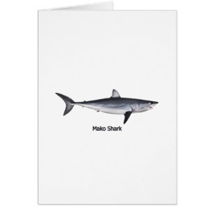 Shortfin Mako Shark Illustratie