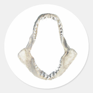 Shortfin Mako Shark Jaws Logo Ronde Sticker
