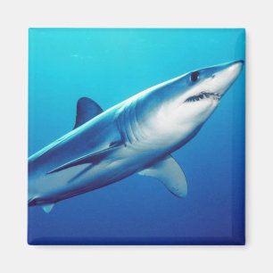 Shortfin Mako Shark Magneet
