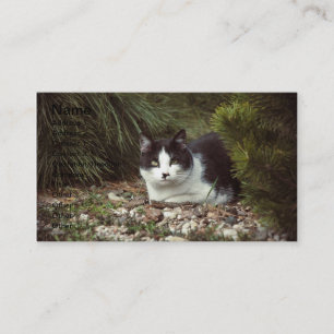 Shorthair Cat - Visitekaartje