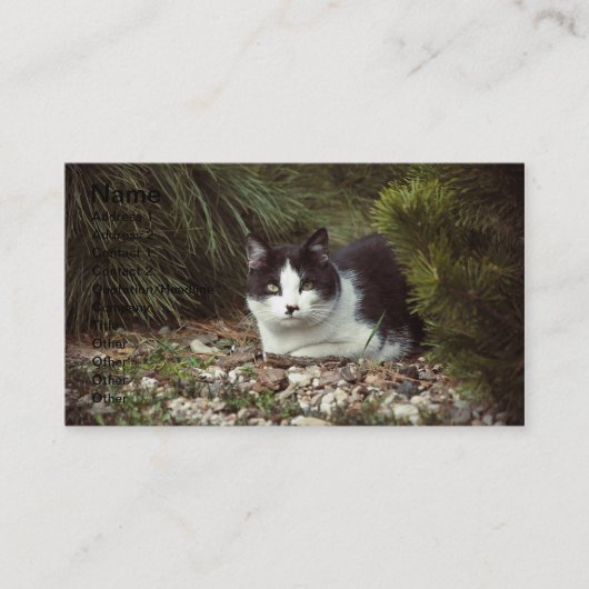 Shorthair Cat - Visitekaartje (Voorkant)