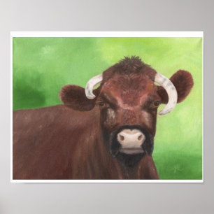 Shorthorn bull print 11 x 14 inch