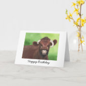 Shorthorn Bull Verjaardag Kaart (Gele Bloem)