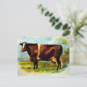 Shorthorn Dairy Koe Lithografie 1904 Briefkaart (Staand voorkant)