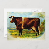 Shorthorn Dairy Koe Lithografie 1904 Briefkaart (Voorkant / Achterkant)