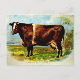 Shorthorn Dairy Koe Lithografie 1904 Briefkaart