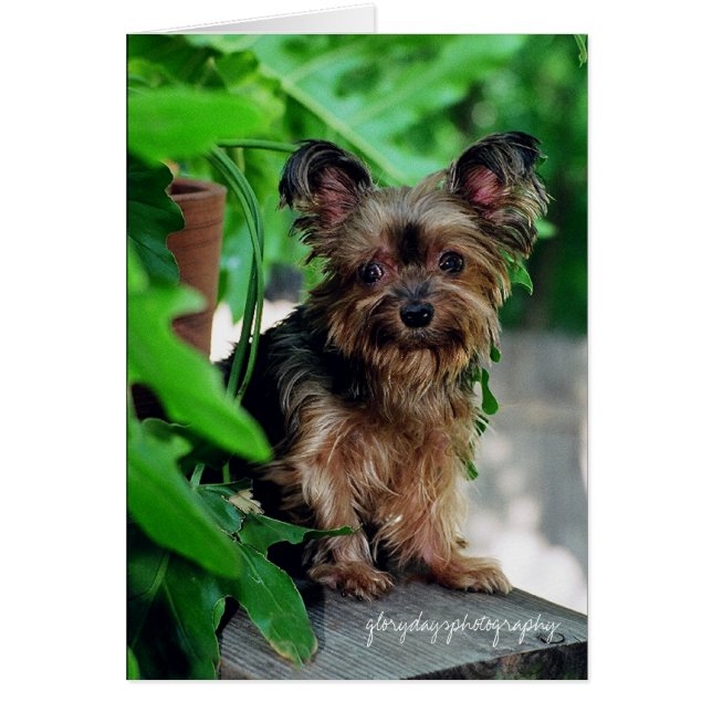 Shortie, glorydayfotografie (Voorkant)