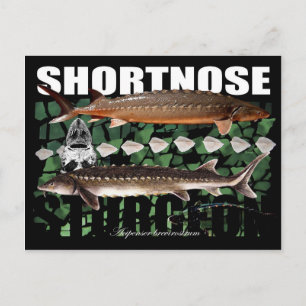 Shortnose Sturgeon Scutes Briefkaart
