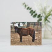 Shorty Briefkaart (Staand voorkant)