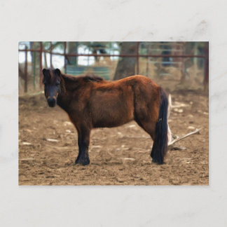 Shorty Briefkaart