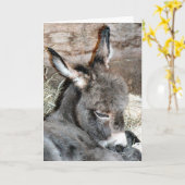 Shorty Kaart (Gele Bloem)