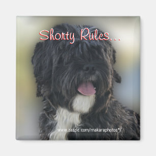 Shorty Lhasa Apso-Shih Tzu Magnet-personalize Magneet