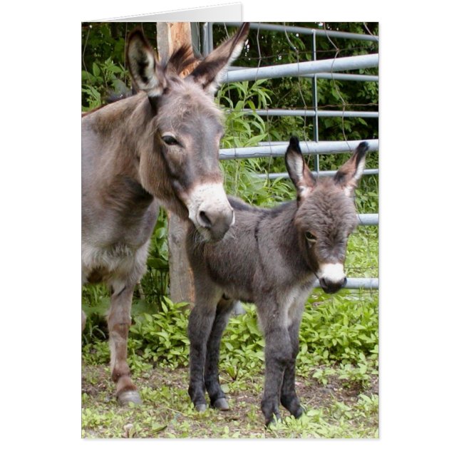 Shorty & Mama (Voorkant)