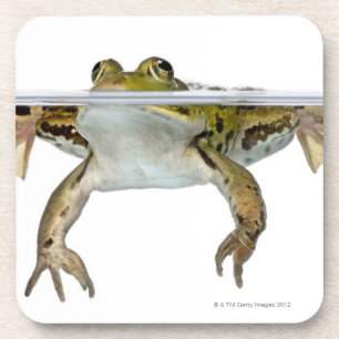 Shot of a Eetble frog surface voor a Bier Onderzetter