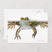 Shot of a Eetble frog surface voor a Briefkaart (Voorkant / Achterkant)