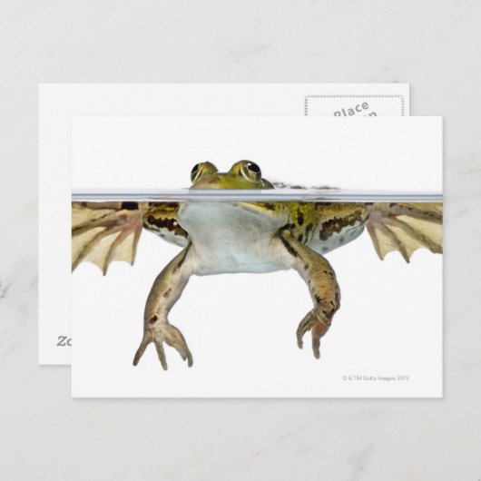 Shot of a Eetble frog surface voor a Briefkaart (Voorkant / Achterkant)
